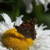 IMG_1816