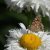 Animals - Insects