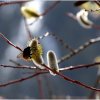 IMG_0286-1