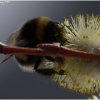 Insects