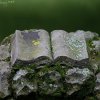 IMG_1567