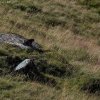 IMG_2559_s