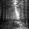 waldweg