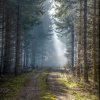 waldweg_03