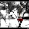 IMG_6756_bw