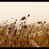 IMG_7192