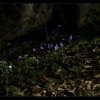 IMG_7324