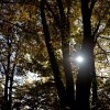 Der Herbst