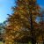 Nature - Der Herbst
