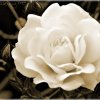 IMG_1704-sw
