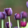 IMG_0842