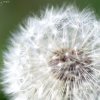 IMG_0852