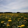 IMG_1034
