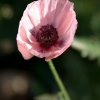 IMG_1383