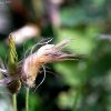 IMG_1385
