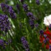 IMG_1487_1