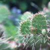 IMG_1520