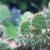 Nature - Flowers