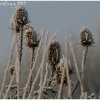 IMG_0001