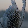 IMG_9930