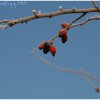 IMG_9958